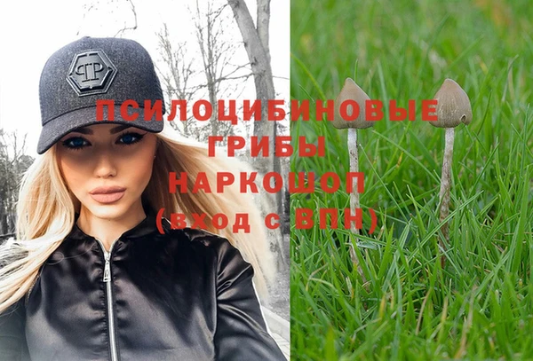 прущие грибы Белокуриха